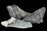 Real Fossil Megalodon Partial Tooth - 4"+ Size - Photo 3